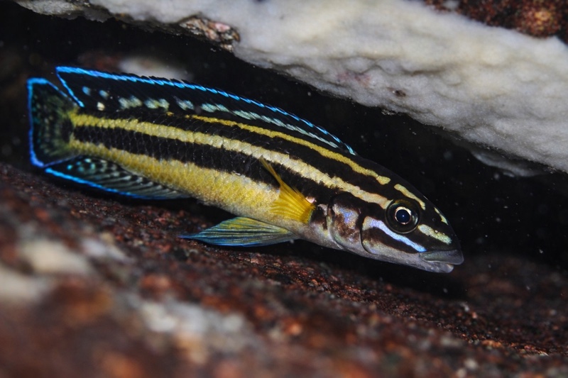 Julidochromis marksmithi 'Katondo Point'